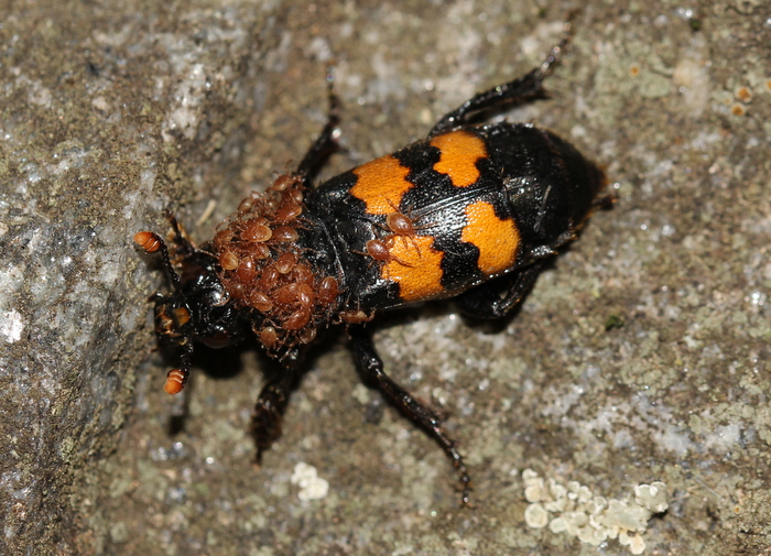 Nicrophorus sp.
